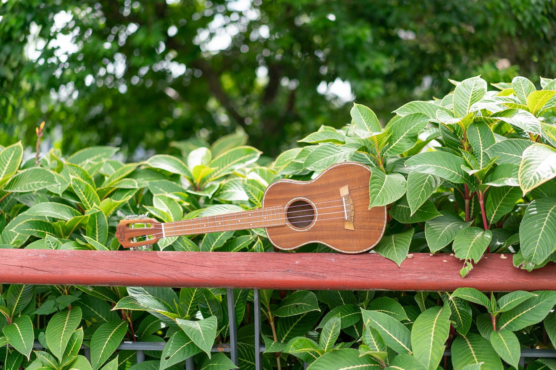hricane koa wood ukulele